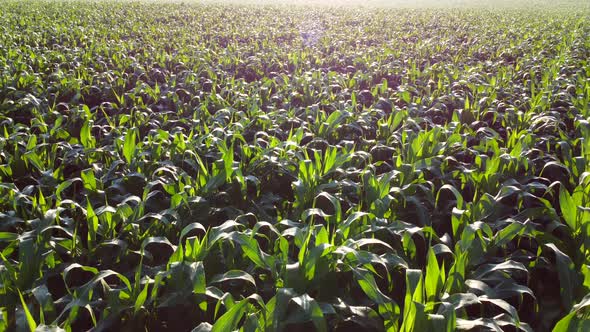 Flying Over Green Tops of Young Corn Sprouts on Sunny Morning