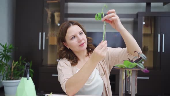 Woman Roots Indoor Plant Sprouts in Special Glass Flasks