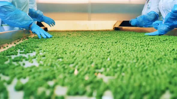 Green Peas on the Conveyor Are Getting Sorted By Female Workers