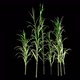 Corn Plant - VideoHive Item for Sale