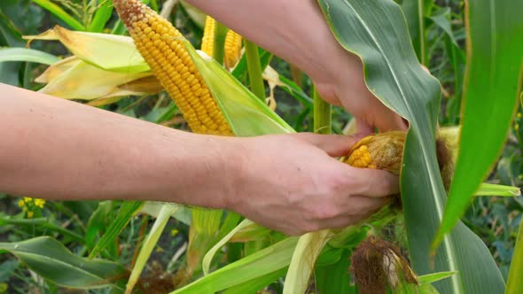 Ecologically Clean Cultivation of Corn Without the Use of Pesticides and Genetically Modified Seeds