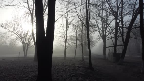 Morning Park with Fog and Trees
