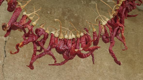 Lot of chili peppers hanged for drying 4K video