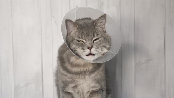 Sick Cat in a Veterinary Collar alt
