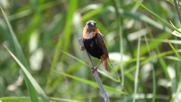 Juvenile waverbird on a branch 