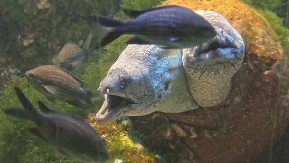 Brown Moray Eels