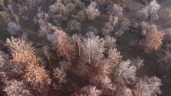 Frozen Forest In The Morning Aerial