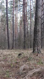 Vertical Video of the Pine Forest in the Afternoon