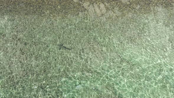 Reef Sharks in Shallow Ocean Water