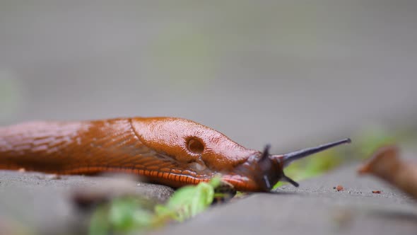 The snail is slowly crawling on the ground