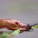 The snail is slowly crawling on the ground - VideoHive Item for Sale