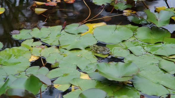 Lake Frog Sitting in a Pond with Water Lilies