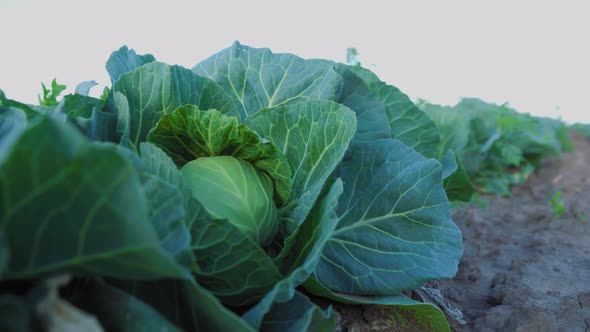 Cropped Green Cabbage