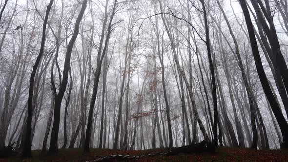 Fog in the Forest