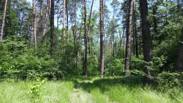 Beautiful Green Forest on a Summer Day Slow Motion