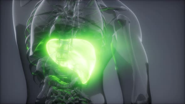 Human Liver Radiology Exam alt