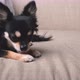 cute relax black hair chihuahua dog lick her legs clam and relax - VideoHive Item for Sale