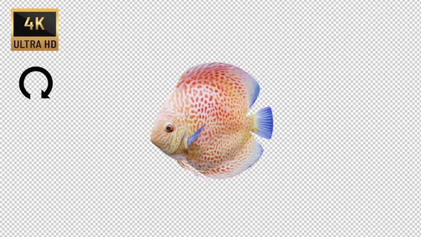 Discus Fish Side View