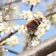 Black and orange gutterfly on white plum flowers - VideoHive Item for Sale