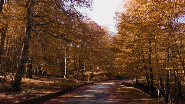 Aspromonte Leaves