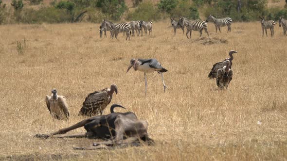 Zebras and vultures near a carcass