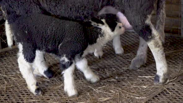 Black and white lamb drinking milk from mother sheep_slomo