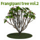 Frangipani Tree v.2 - 3DOcean Item for Sale