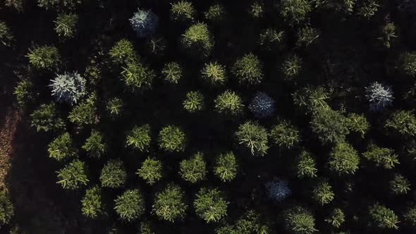 Rotating aerial shot above Christmas trees