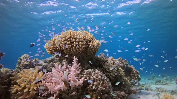 Underwater Scene and Blue-Green Fish