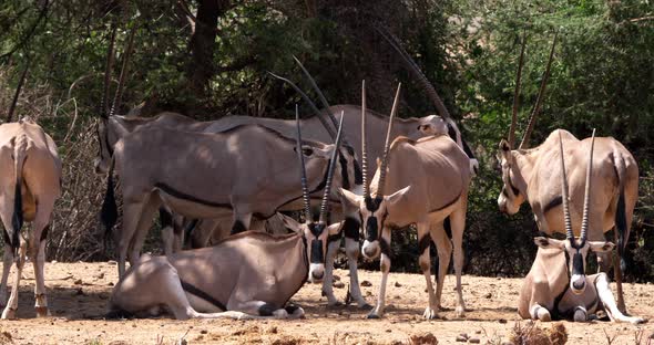 Beisa Oryx, oryx beisa, Group of Adults, Samburu Park in Kenya, real Time 4K