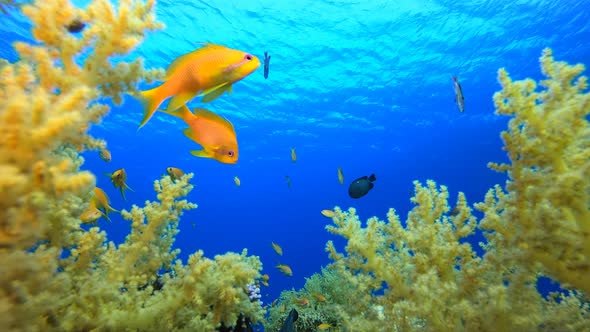 Reef Marine Underwater Scene