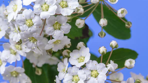 White Jasmine Flower Blossoming Timelapse