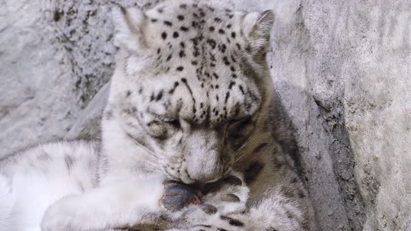 A snow leopard cleans its fur (Panthera uncia).