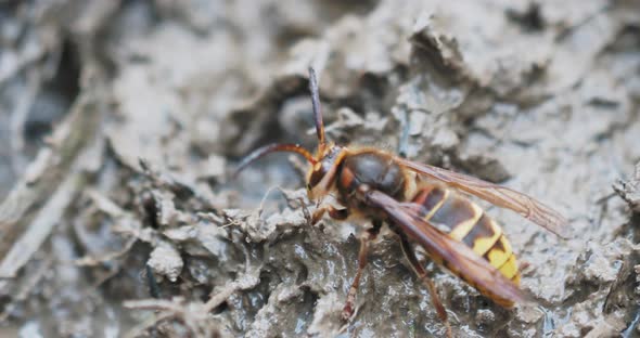 Hornet Crawls at Mud