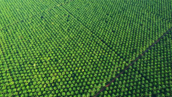 Aerial drone video of palm oil plantation