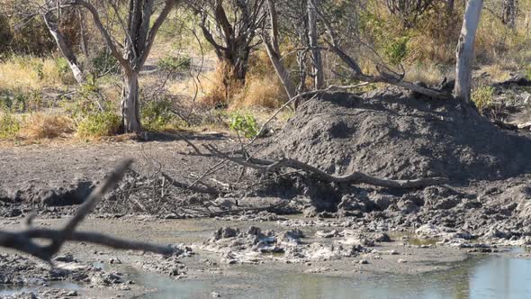 Warthog appears near a muddy watering hole and suddenly rushes to protect its territory