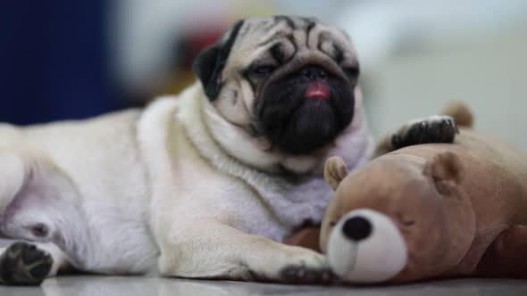 Dog pug breed licking nose lying with doll feeling so happiness and comfortable