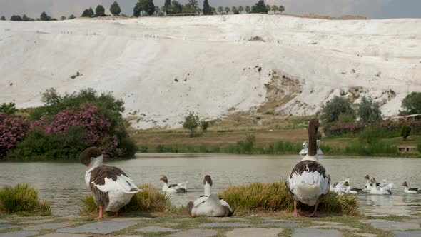 Several Geese Stand on the Shore of the Lake in Pamukkale