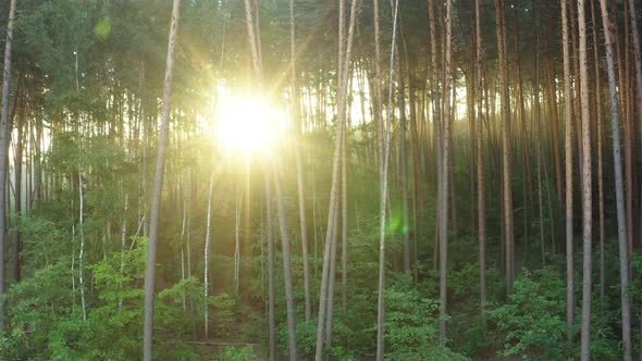 Rays of the Morning Sun Through the Trunks of Trees in a Pine Forest