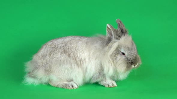 Small Gray Rabbit Isolated at Green Screen Background.