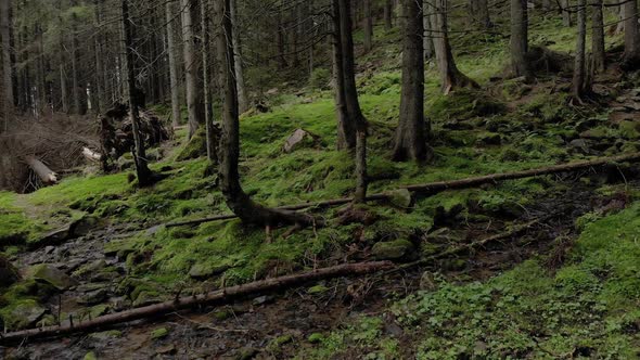 Small Stream Flowing Through Forest in Mountain