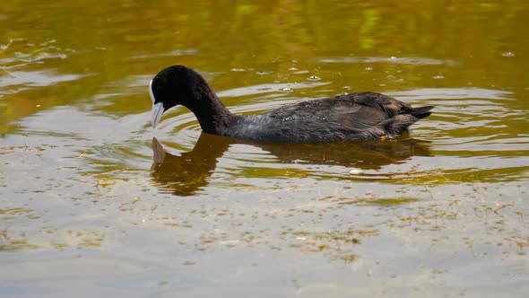 Coot Swimming in Pond