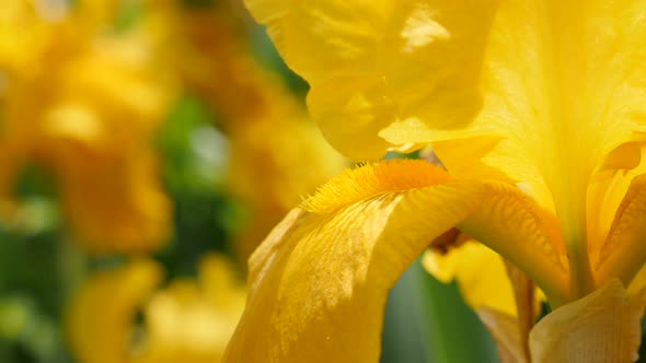 Beautiful yellow Iris pseudacorus flower details in the garden 4K 3840X2160 30fps  UltraHD footage -