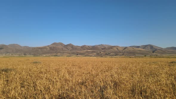 aerial wheat landscape