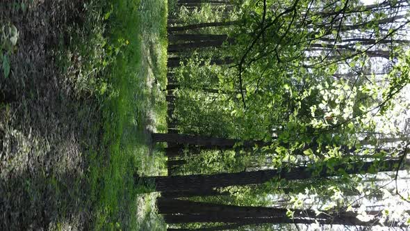 Vertical Video of a Beautiful Green Pine Forest on a Summer Day Slow Motion