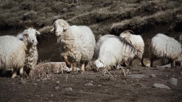 Sheep and Lambs on Hillside, Patagonia, Argentina.