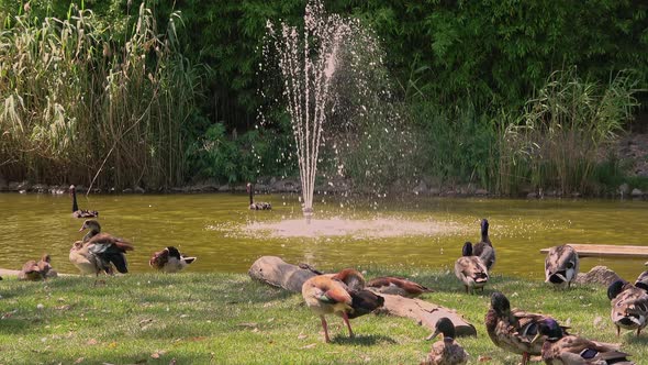 Wild Birds Resting In Green Lake With Fountain