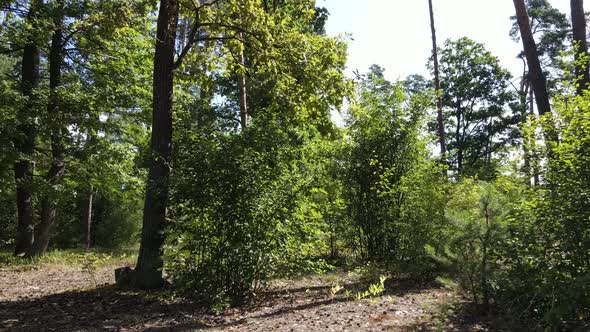 Forest with Trees on a Summer Day Slow Motion