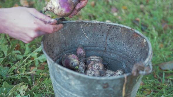 Filling bucket harvesting homegrown organic turnips