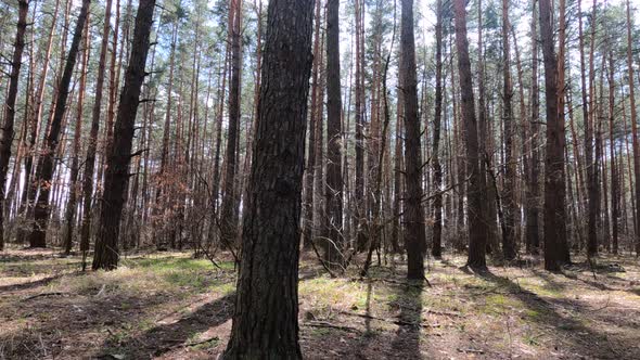 Inside a Pine Forest By Day Slow Motion